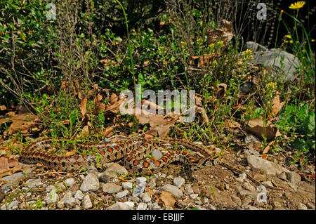 leopard snake (Elaphe situla, Zamenis situla  ), lurk at the ground well camouflaged, Greece, Macedonia, Olymp Stock Photo