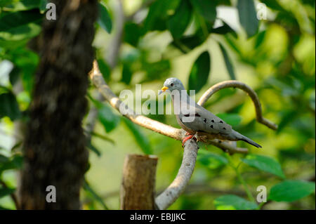 Croaking Ground Dove (Columbina cruziana), sitting on a branch Stock Photo