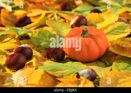 pumpkins and horse chestnuts on leaves, Switzerland Stock Photo