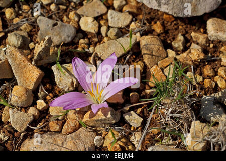 Colchicum filifolium Merendera filifolia Bulbocodium balearicum Merendera linifolia, (Colchicaceae), Majorca, Spain Stock Photo