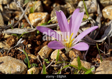 Colchicum filifolium Merendera filifolia Bulbocodium balearicum Merendera linifolia, (Colchicaceae), Majorca, Spain Stock Photo