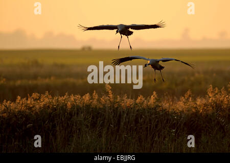 Common crane, Eurasian Crane (Grus grus), cranes landing, Germany, Mecklenburg-Western Pomerania Stock Photo