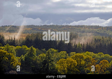 Temperate forests on Kintyre, United Kingdom, Scotland Stock Photo