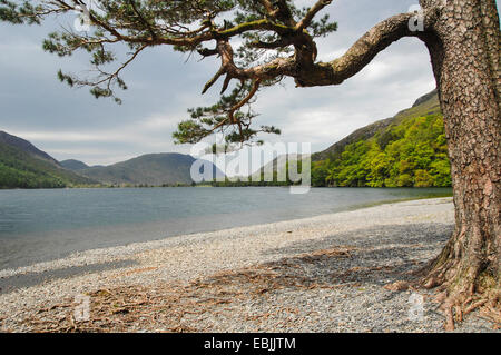 Scotch pine, Scots pine (Pinus sylvestris), tree at the gravel shore of Lake Buttermere in the Lake District, United Kingdom, England, Lake District National Park Stock Photo