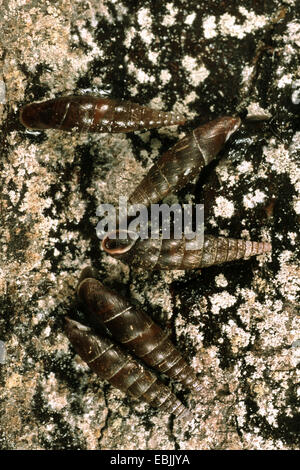 plaited door snail (Cochlodina laminata), some snails on a lichenened stone ground Stock Photo