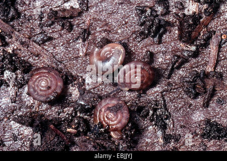 rounded snail, rotund disc snail, radiated snail (Discus rotundatus, Goniodiscus rotundatus), some snails on deadwood Stock Photo