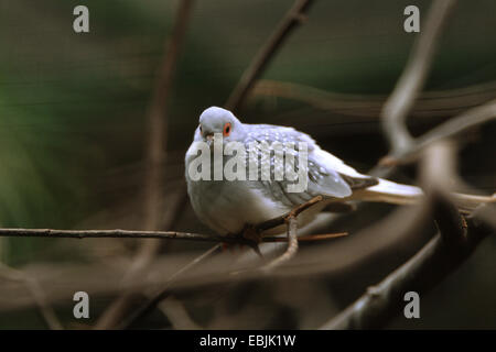 diamond dove (Geopelia cuneata), sitting among branches Stock Photo