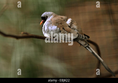 namaqua dove (Oena capensis), resting on a branch Stock Photo