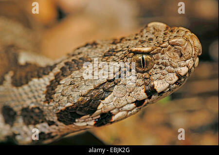 Coastal viper, European coastal viper, Ottoman viper, Near East viper (Vipera xanthina, Daboia xanthina, Montivipera xanthina), portrait, Greece, Thrakien Stock Photo