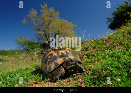 spur-thighed tortoise, Mediterranean spur-thighed tortoise, common tortoise, Greek tortoise (Testudo graeca), walking, Greece Stock Photo