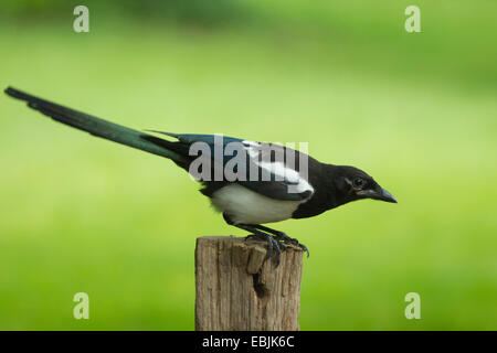 black-billed magpie (Pica pica), squeaker sitting on a wooden post, Germany Stock Photo