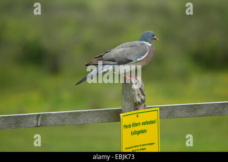 wood pigeon (Columba palumbus), sitting on a pasture fence with the warning sign 'Don't feed the horses, danger of colic' , Germany Stock Photo
