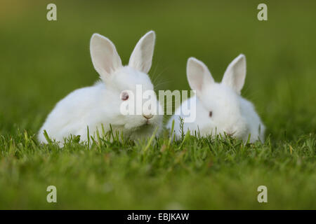 domestic rabbit (Oryctolagus cuniculus f. domestica), two white bunnies in a meadow Stock Photo