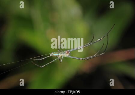 silk spiders, Giant Wood Spider   (Nephila pilipes, Nephila maculata, Nephilidae  ), in its web, Sri Lanka, Sinharaja Forest National Park Stock Photo