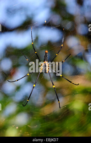 silk spiders, Giant Wood Spider   (Nephila pilipes, Nephila maculata, Nephilidae  ), female in its web, Sri Lanka, Sinharaja Forest National Park Stock Photo