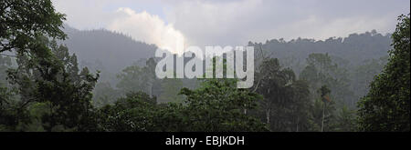 view of Sinharaja rainforest in the morning, Sri Lanka, Sinharaja Forest National Park Stock Photo