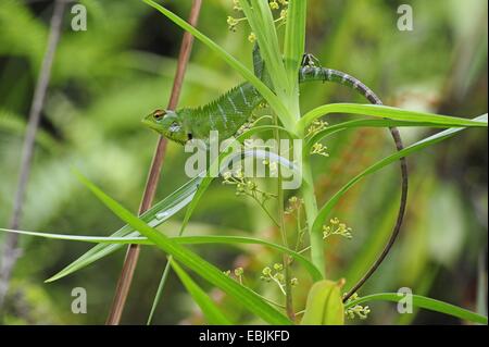 common tree lizard (Calotes calotes), male on a plant, Sri Lanka, Sinharaja Forest National Park Stock Photo