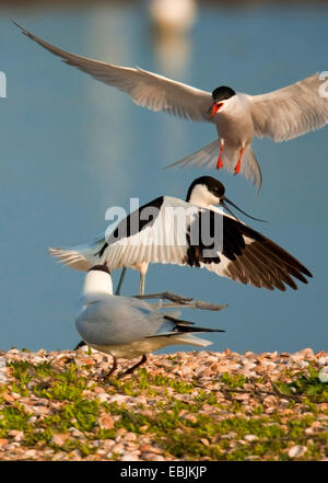 pied avocet (Recurvirostra avosetta), pied avocet, black-headed gull and common tern in a territory fight, Netherlands, Texel Stock Photo