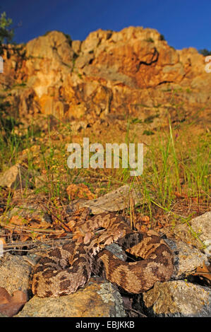 Coastal viper, European coastal viper, Ottoman viper, Near East viper (Vipera xanthina, Daboia xanthina, Montivipera xanthina), sunbathing, Greece, Thrakien Stock Photo