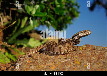 Coastal viper, European coastal viper, Ottoman viper, Near East viper (Vipera xanthina, Daboia xanthina, Montivipera xanthina), juvenile on a rock, Greece, Thrakien Stock Photo