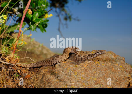 Coastal viper, European coastal viper, Ottoman viper, Near East viper (Vipera xanthina, Daboia xanthina, Montivipera xanthina), juvenile on a rock, Greece, Thrakien Stock Photo