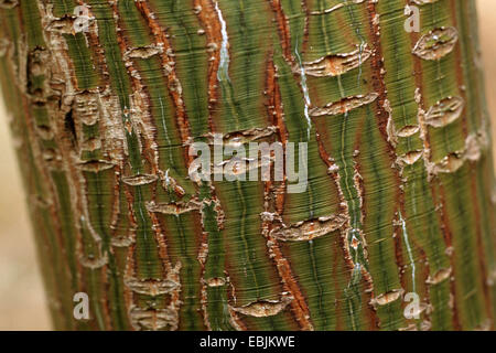 Kyushu Maple, Red Snakebark Maple (Acer capillipes), bark Stock Photo