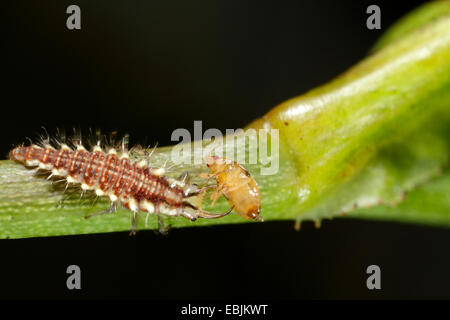 common green lacewing (Chrysoperla carnea, Chrysopa carnea, Anisochrysa carnea), Green lacewing larva feeds on aphid, Germany, Bavaria Stock Photo