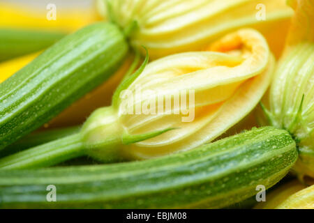 Courgettes with flowers, close-up Stock Photo