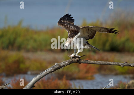 Osprey (Pandion haliaetus) perched on branch with fish, eating, Parc Natural de S'Albufera de Mallorca, Spain Stock Photo