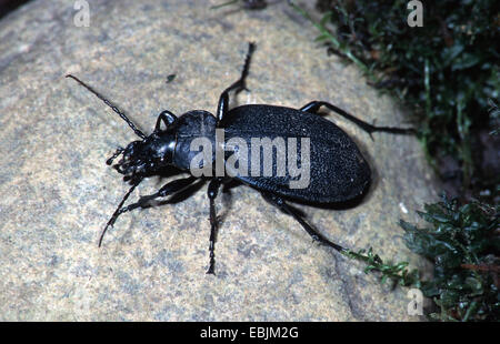 leatherback ground beetle (Carabus coriaceus), on a stone Stock Photo