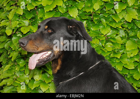 Berger de Beauce, Beauceron (Canis lupus f. familiaris), lateral portrait of a 4 year old male in front of a hedge, Germany Stock Photo