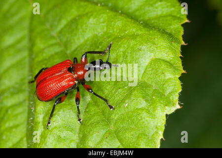Hazel weevil (Apoderus coryli), sitting on hazelnut leaf, Germany Stock Photo