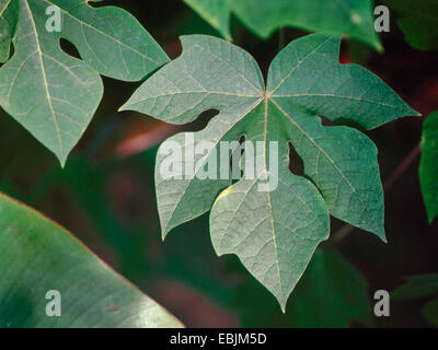 papaya, papaw, paw paw, mamao, tree melon (Carica papaya), leaf Stock Photo