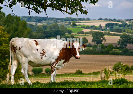 domestic cattle (Bos primigenius f. taurus), in a pasture, Germany, North Rhine-Westphalia, Baumberge