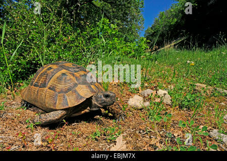 spur-thighed tortoise, Mediterranean spur-thighed tortoise, common tortoise, Greek tortoise (Testudo graeca, Testudo graeca ibera  ), walking, Greece, Thrakien Stock Photo