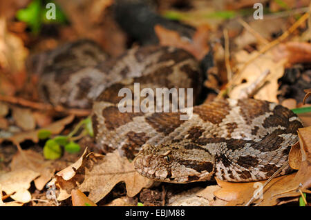 Coastal viper, European coastal viper, Ottoman viper, Near East viper (Vipera xanthina, Daboia xanthina, Montivipera xanthina), portrait, Greece, Thrakien Stock Photo