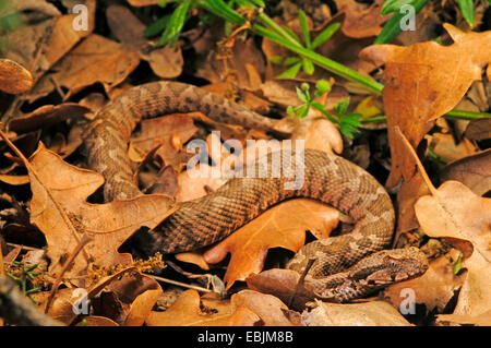 Coastal viper, European coastal viper, Ottoman viper, Near East viper (Vipera xanthina, Daboia xanthina, Montivipera xanthina), juvenile, Greece, Thrakien Stock Photo