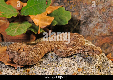 Coastal viper, European coastal viper, Ottoman viper, Near East viper (Vipera xanthina, Daboia xanthina, Montivipera xanthina), juvenile on a rock, Greece, Thrakien Stock Photo