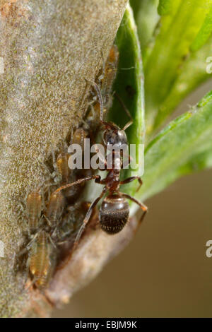 black ant, common black ant, garden ant (Lasius niger), milking several aphids (Pterocomma sp.), Germany, Bavaria Stock Photo
