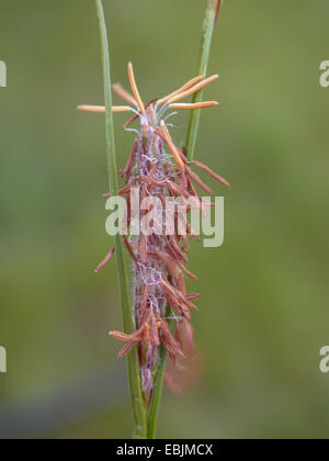 hairy sedge (Carex hirta), male inflorescence, Germany Stock Photo