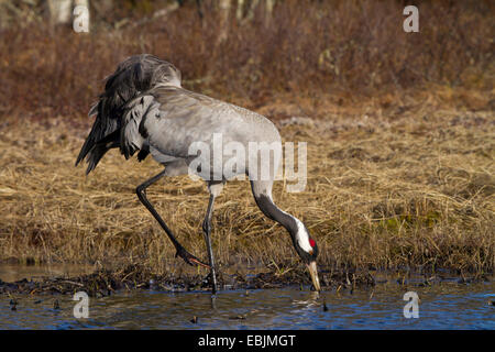 Common crane, Eurasian Crane (Grus grus), female feeding at a lake, Sweden, Hamra National Park Stock Photo