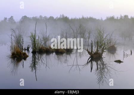 common birch, silver birch, European white birch, white birch (Betula pendula, Betula alba), morning mist over the renaturated Goldenstedter Moor with birches dying back, Germany, Lower Saxony, Goldenstedter Moor Stock Photo