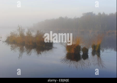 morning mist over the Goldenstedter Moor, Germany, Lower Saxony, Goldenstedter Moor Stock Photo
