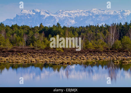 renaturated moor and the Alps in background, Germany, Bavaria Stock Photo
