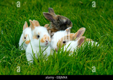 domestic rabbit (Oryctolagus cuniculus f. domestica), bunnies in grass, Germany, North Rhine-Westphalia Stock Photo
