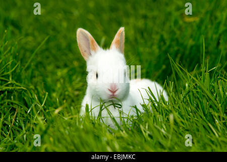 domestic rabbit (Oryctolagus cuniculus f. domestica), bunny in grass, Germany, North Rhine-Westphalia Stock Photo