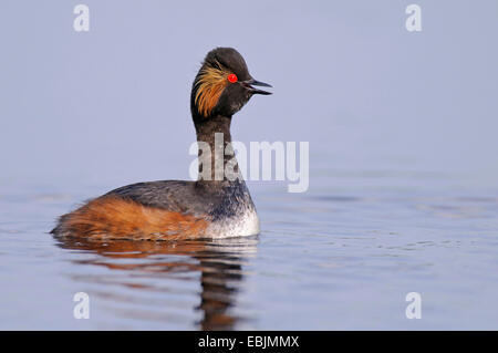 black-necked grebe (Podiceps nigricollis), calling, Germany, Lower Saxony Stock Photo