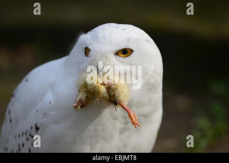 Snowy Owl (Strix scandiaca, Nyctea scandiaca, Bubo scandiacus), with a caught chicken in the beak
