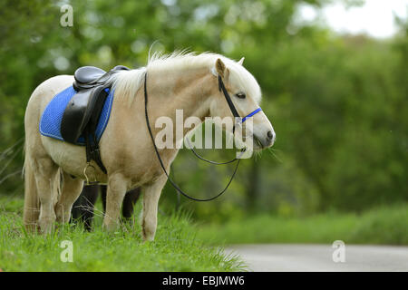 Islandic horse, Icelandic horse, Iceland pony (Equus przewalskii f. caballus), standing fully bridled in the grass at a road edge, Germany Stock Photo