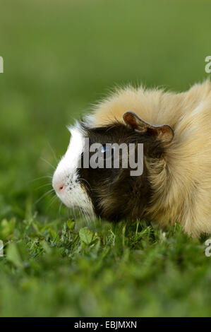 domestic Guinea pig (Cavia aperea f. porcellus), sitting in a meadow, portrait, side view Stock Photo
